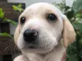 Cachorro raça SRD idade Abaixo de 2 meses nome Sem nome