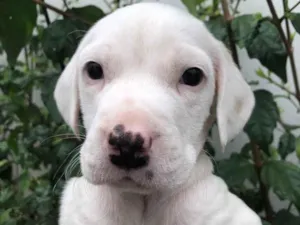 Cachorro raça SRD idade Abaixo de 2 meses nome Sem nome