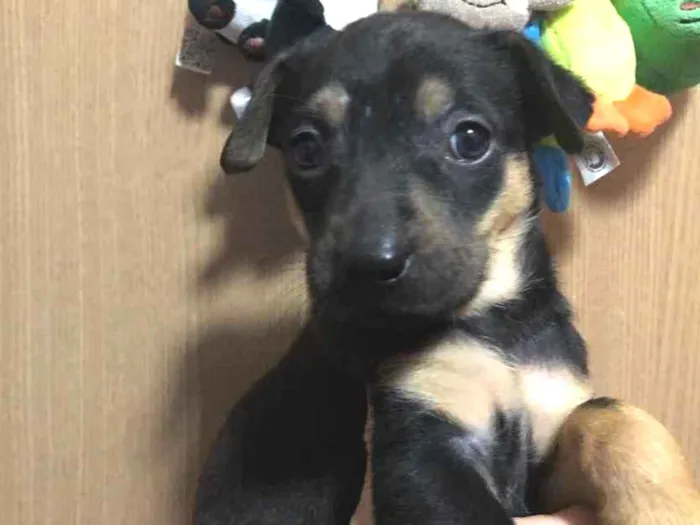 Cachorro raça SRD  idade Abaixo de 2 meses nome Sem Nome