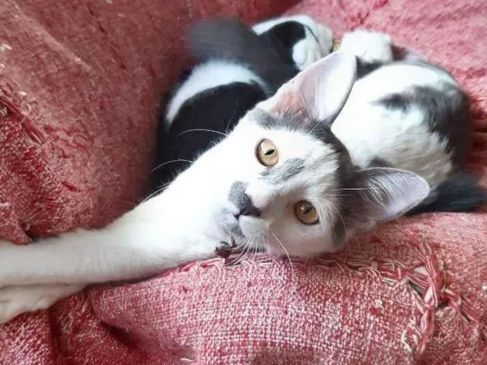 Gato raça SRD-ViraLata idade 1 ano nome Tom