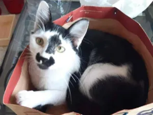 Gato raça SRD-ViraLata idade 1 ano nome Jerry