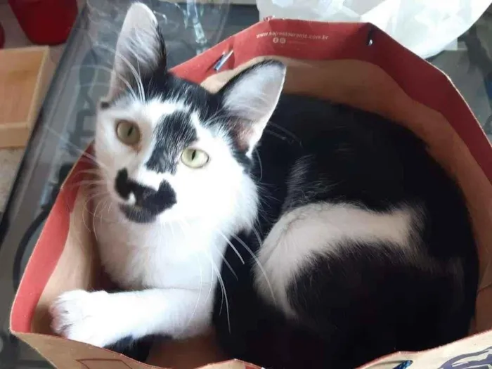 Gato raça SRD-ViraLata idade 1 ano nome Jerry