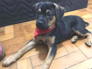 Cachorro raça SRD idade 2 a 6 meses nome Messi