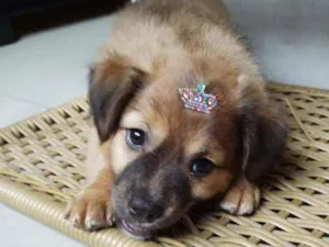 Cachorro raça SRD  idade 2 a 6 meses nome Blenda 