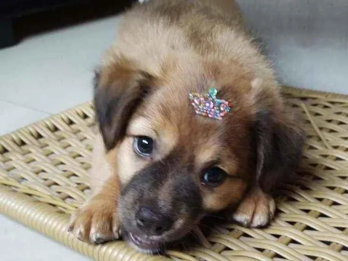 Cachorro raça SRD  idade 2 a 6 meses nome Blenda 