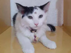 Gato raça SRD  idade 2 a 6 meses nome Maitê 