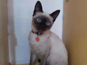 Gato raça SRD  idade 2 a 6 meses nome Samuel 