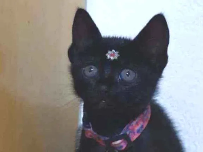 Gato raça SRD  idade Abaixo de 2 meses nome Julie 