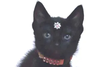 Gato raça SRD  idade Abaixo de 2 meses nome Chanel 