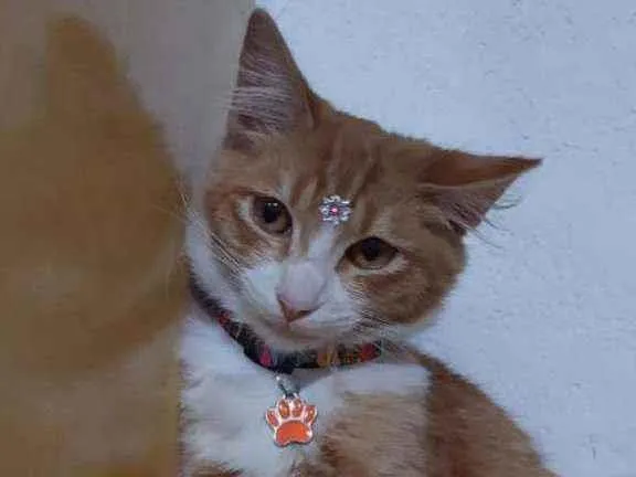 Gato raça SRD  idade 2 a 6 meses nome Cristal 