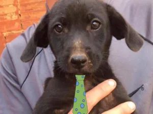 Cachorro raça Mestiço  idade 2 a 6 meses nome Zeus 