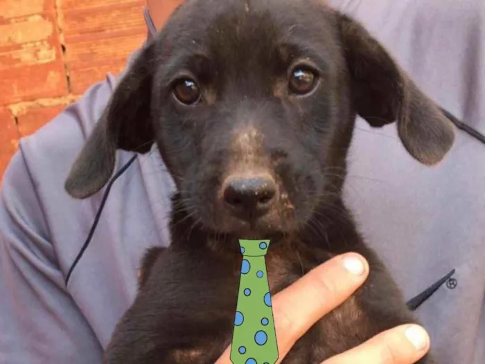 Cachorro ra a Mestiço  idade 2 a 6 meses nome Zeus 