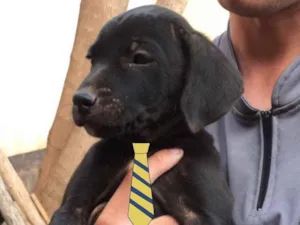 Cachorro raça Mestiço  idade 2 a 6 meses nome Thor 