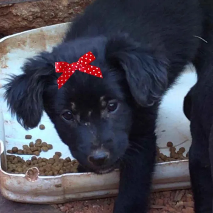 Cachorro ra a Mestiça  idade 2 a 6 meses nome Bebel 