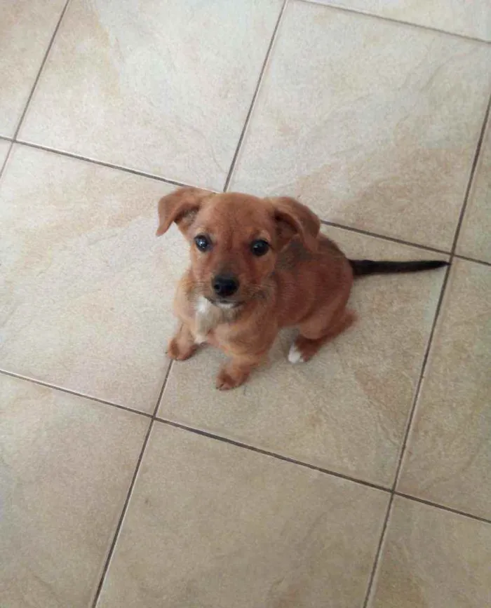 Cachorro raça Srd caramelo idade 2 a 6 meses nome Téca