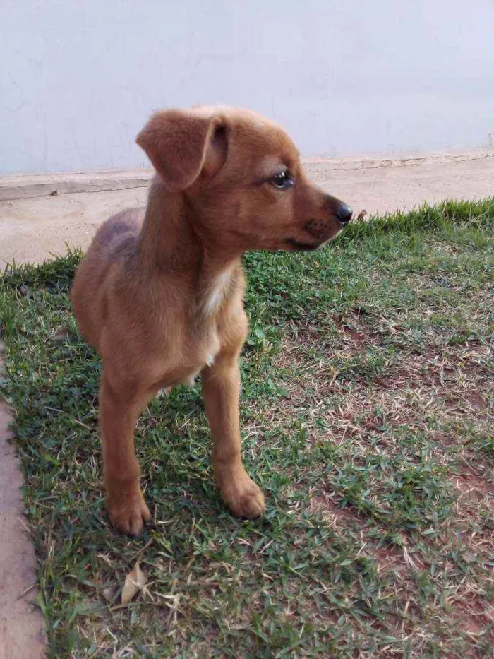 Cachorro raça Srd caramelo idade 2 a 6 meses nome Téca