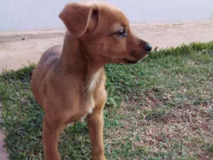 Cachorro raça Srd caramelo idade 2 a 6 meses nome Téca