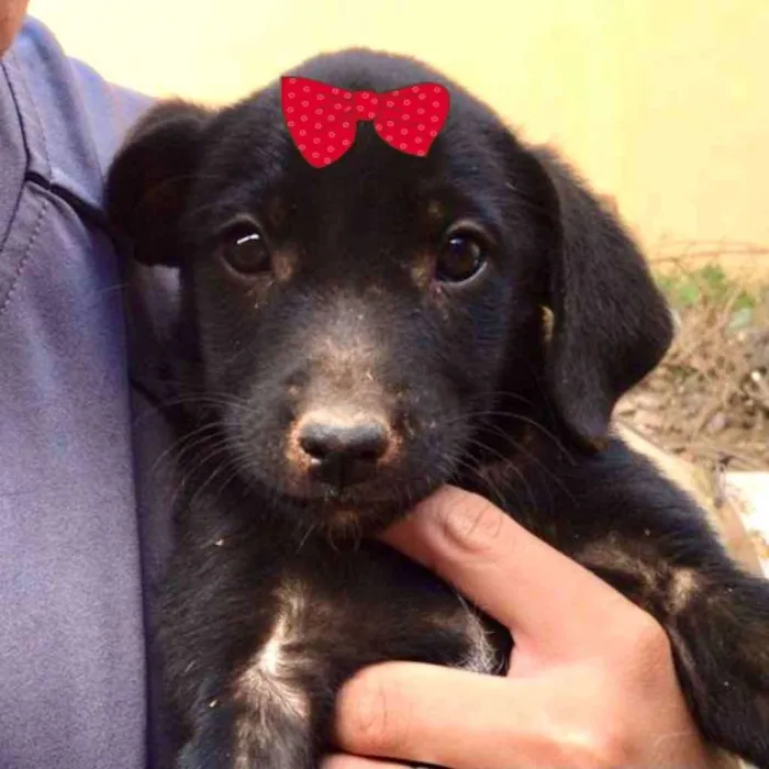Cachorro ra a Mestiça  idade 2 a 6 meses nome Malu 