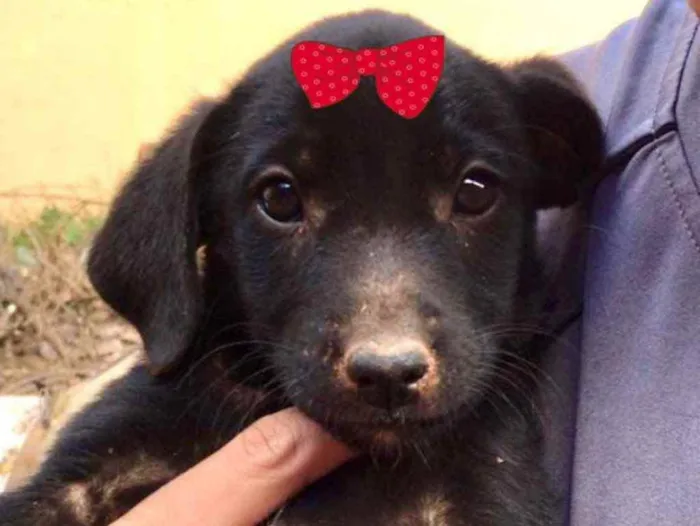 Cachorro ra a Mestiça  idade 2 a 6 meses nome Malu 