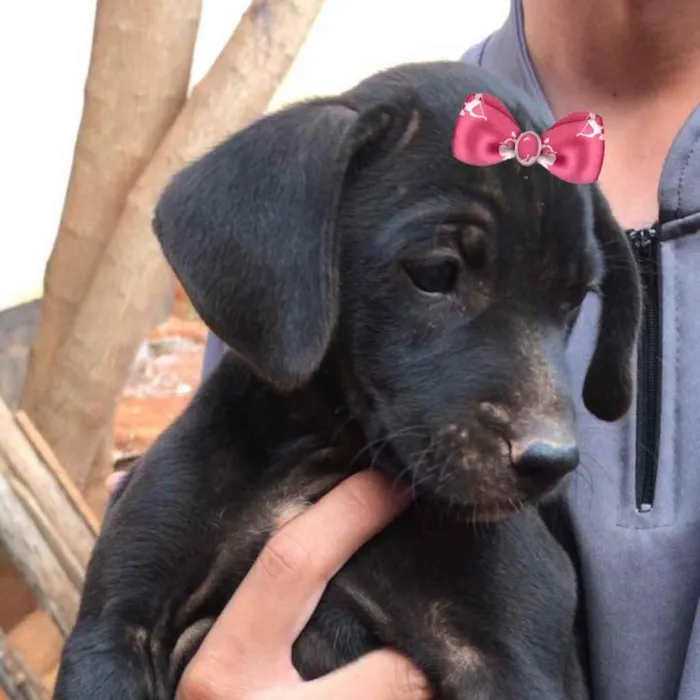 Cachorro raça Mestiça  idade 2 a 6 meses nome Cacau 