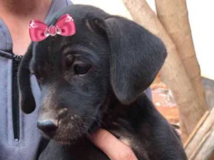 Cachorro raça Mestiça  idade 2 a 6 meses nome Cacau 