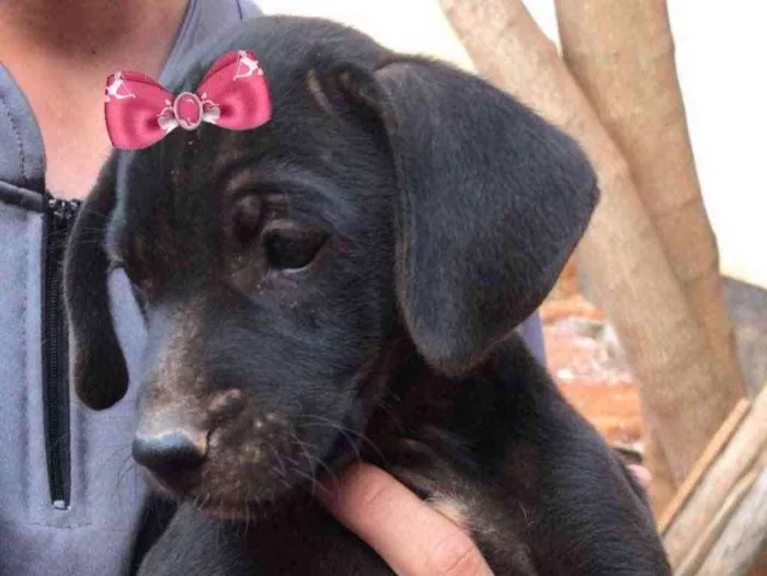 Cachorro raça Mestiça  idade 2 a 6 meses nome Cacau 