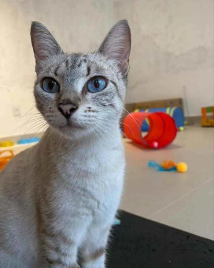 Gato ra a Srd idade 2 anos nome Pandora