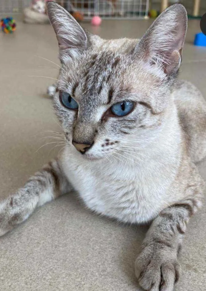 Gato ra a Srd idade 2 anos nome Pandora