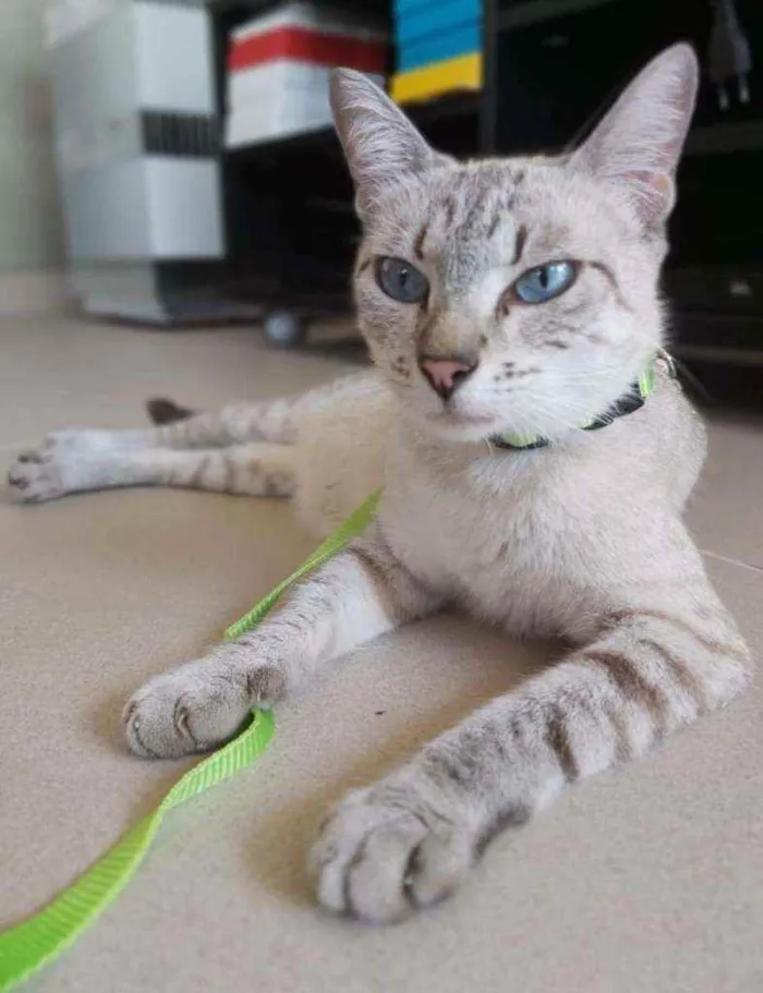 Gato ra a Srd idade 2 anos nome Pandora