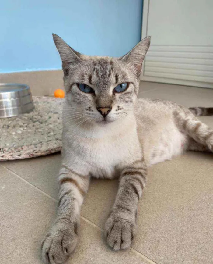 Gato ra a Srd idade 2 anos nome Pandora