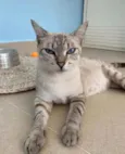 Pandora