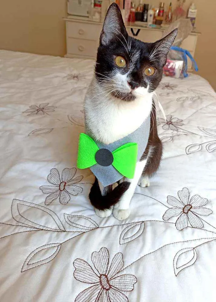 Gato ra a Srd idade 7 a 11 meses nome Julio 