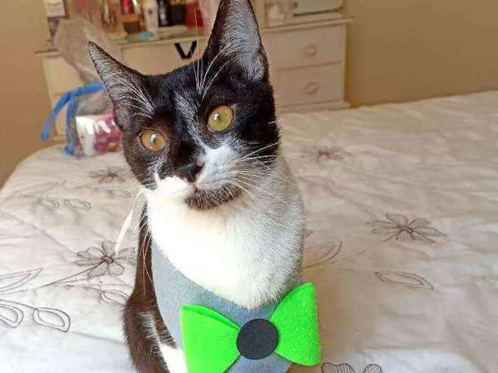 Gato ra a Srd idade 7 a 11 meses nome Julio 