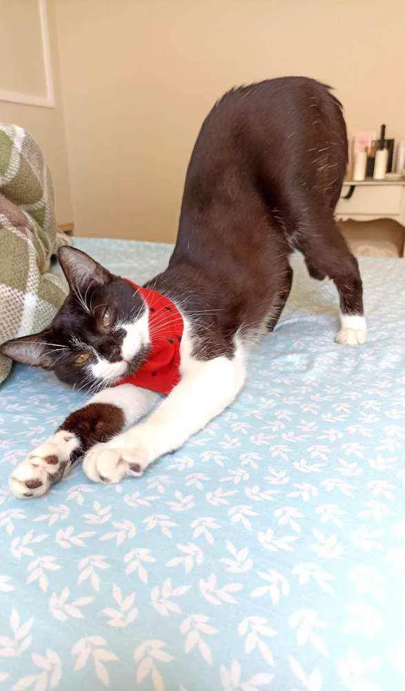 Gato ra a Srd idade 7 a 11 meses nome Julio 