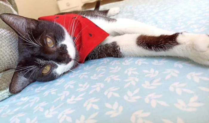 Gato ra a Srd idade 7 a 11 meses nome Julio 
