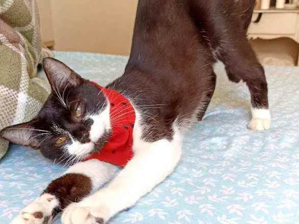 Gato ra a Srd idade 7 a 11 meses nome Julio 