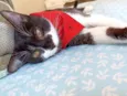 Julio