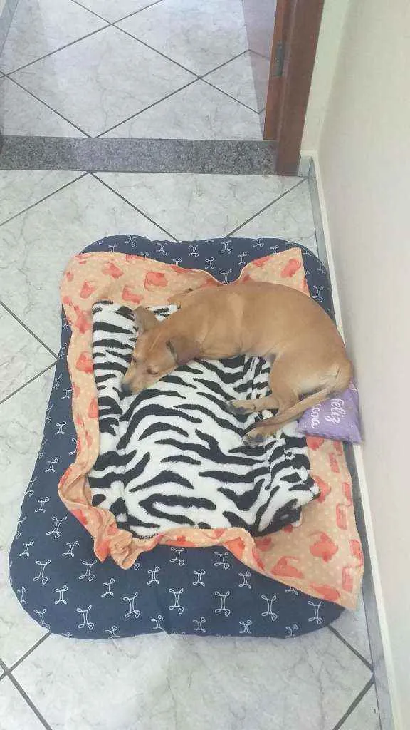 Cachorro ra a Mistura salcicha idade 2 a 6 meses nome Zoi