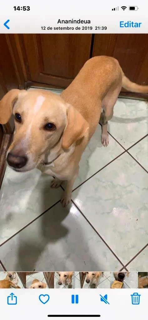 Cachorro ra a SRD-ViraLata idade 4 anos nome Rocky GRATIFICA