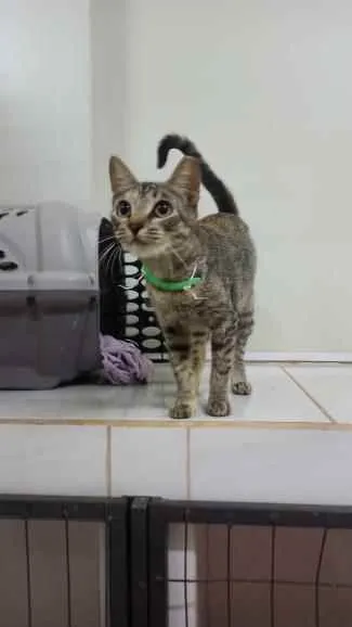 Gato ra a S.R.D. idade 7 a 11 meses nome Docinho