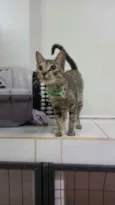 Docinho