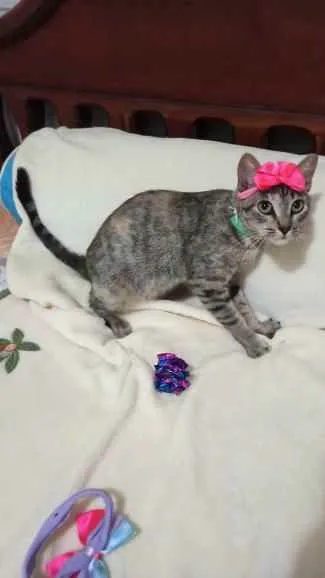 Gato ra a S.R.D. idade 7 a 11 meses nome Docinho