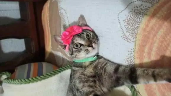 Gato ra a S.R.D. idade 7 a 11 meses nome Docinho