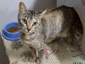 Gato raça S.R.D. idade 7 a 11 meses nome Docinho