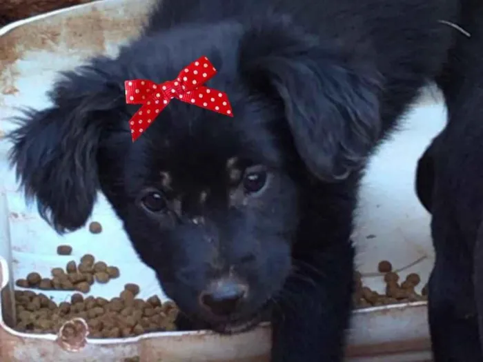 Cachorro ra a Mestiça  idade 2 a 6 meses nome Bebel 