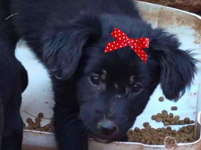 Cachorro ra a Mestiça  idade 2 a 6 meses nome Bebel 