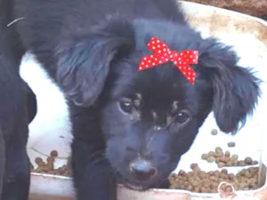 Cachorro raça Mestiça  idade 2 a 6 meses nome Bebel 