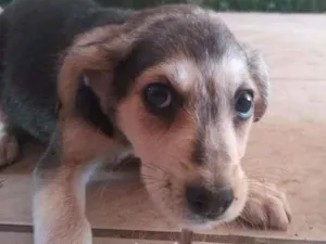 Cachorro raça SRD-ViraLata idade 2 a 6 meses nome Sem