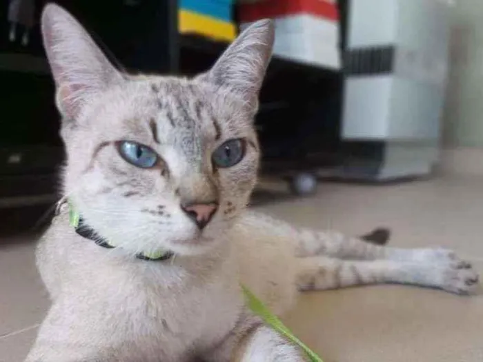 Gato ra a Srd idade 2 anos nome Pandora