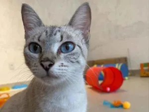 Gato raça Srd idade 2 anos nome Pandora